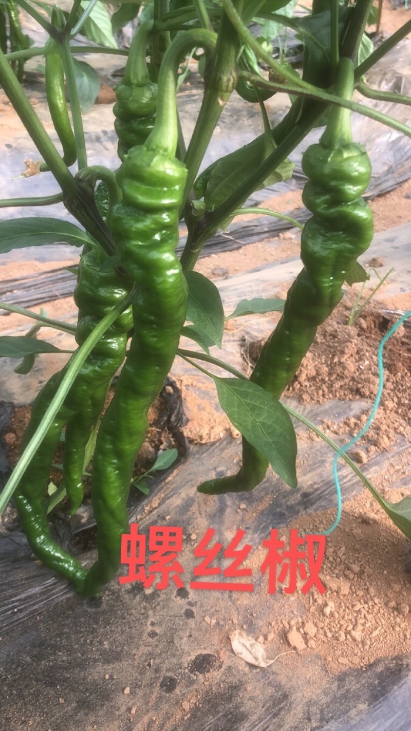 江西宁都软皮螺丝椒（中拢）新苗37/94万亩大棚种植基地