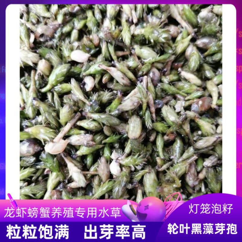 轮叶黑藻水草种子种籽养殖专用增氧净化水质节节草灯笼泡包邮