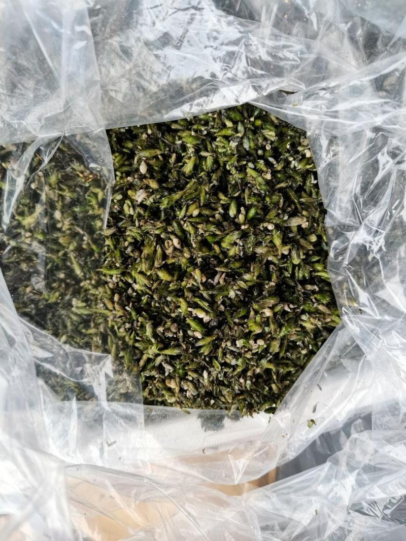 轮叶黑藻水草种子种籽养殖专用增氧净化水质节节草灯笼泡包邮
