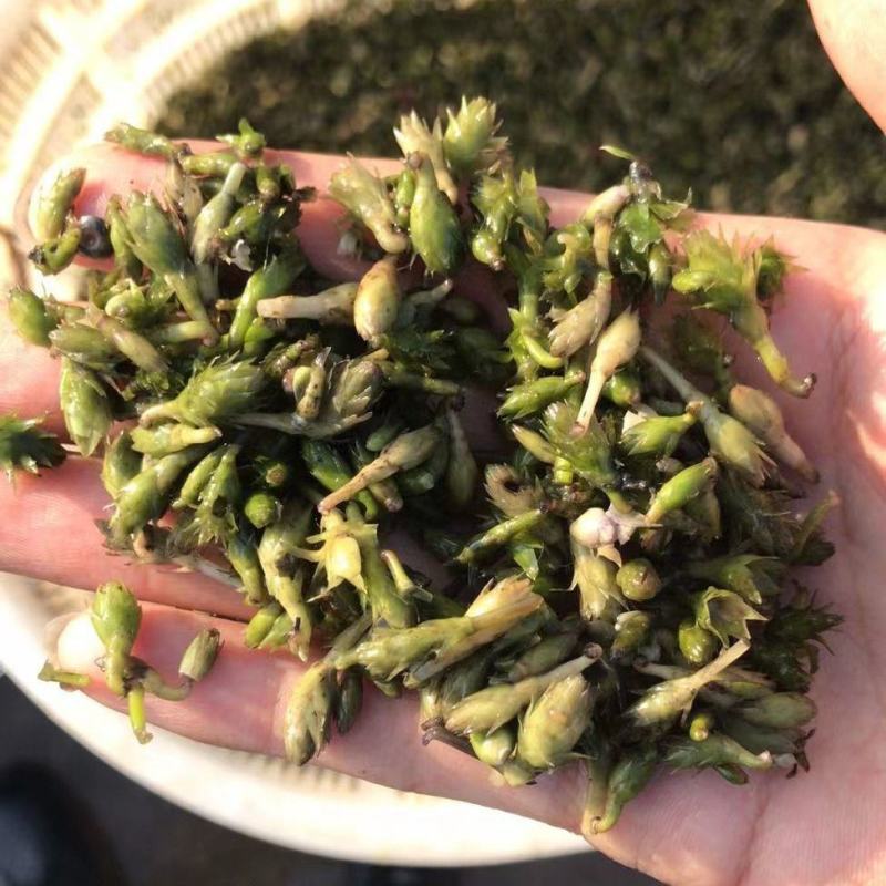 轮叶黑藻水草种子种籽养殖专用增氧净化水质节节草灯笼泡包邮