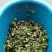 轮叶黑藻水草种子种籽养殖专用增氧净化水质节节草灯笼泡包邮