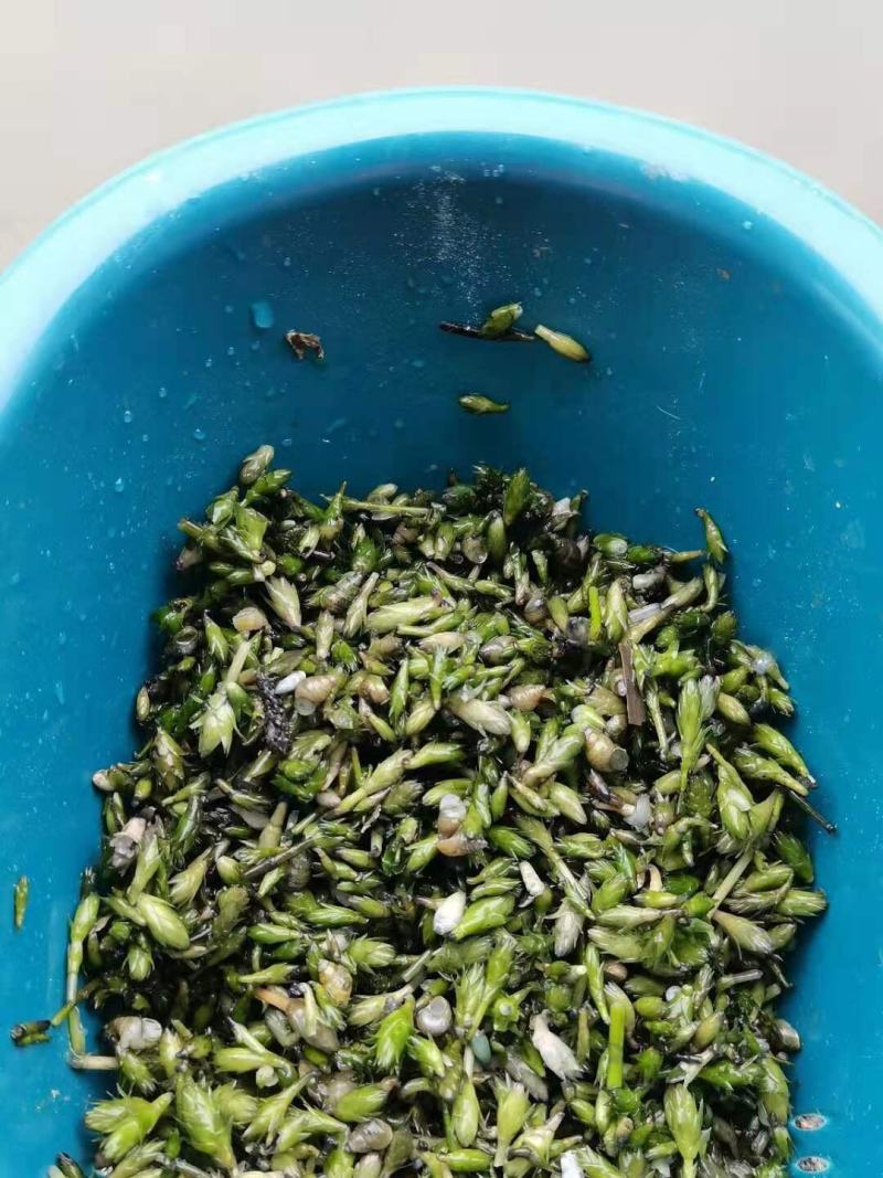轮叶黑藻水草种子种籽养殖专用增氧净化水质节节草灯笼泡包邮