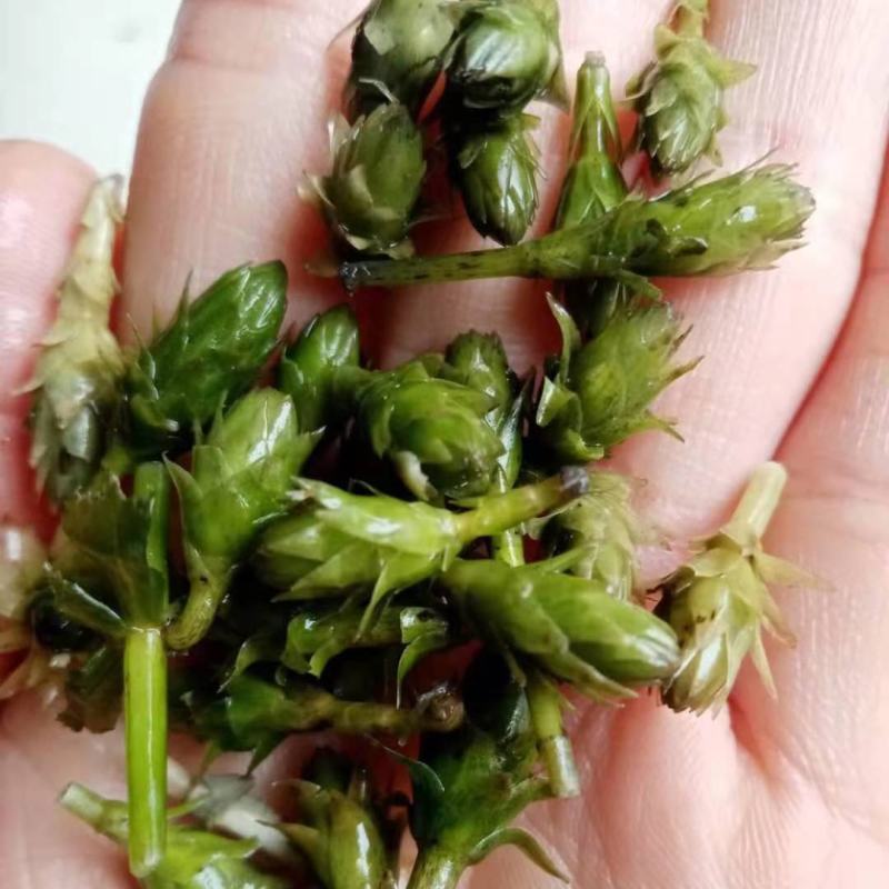 轮叶黑藻水草种子种籽养殖专用增氧净化水质节节草灯笼泡包邮