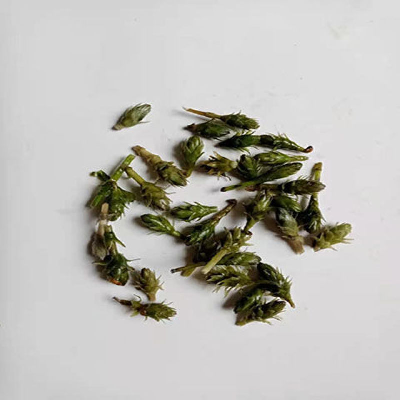轮叶黑藻水草种子种籽养殖专用增氧净化水质节节草灯笼泡包邮