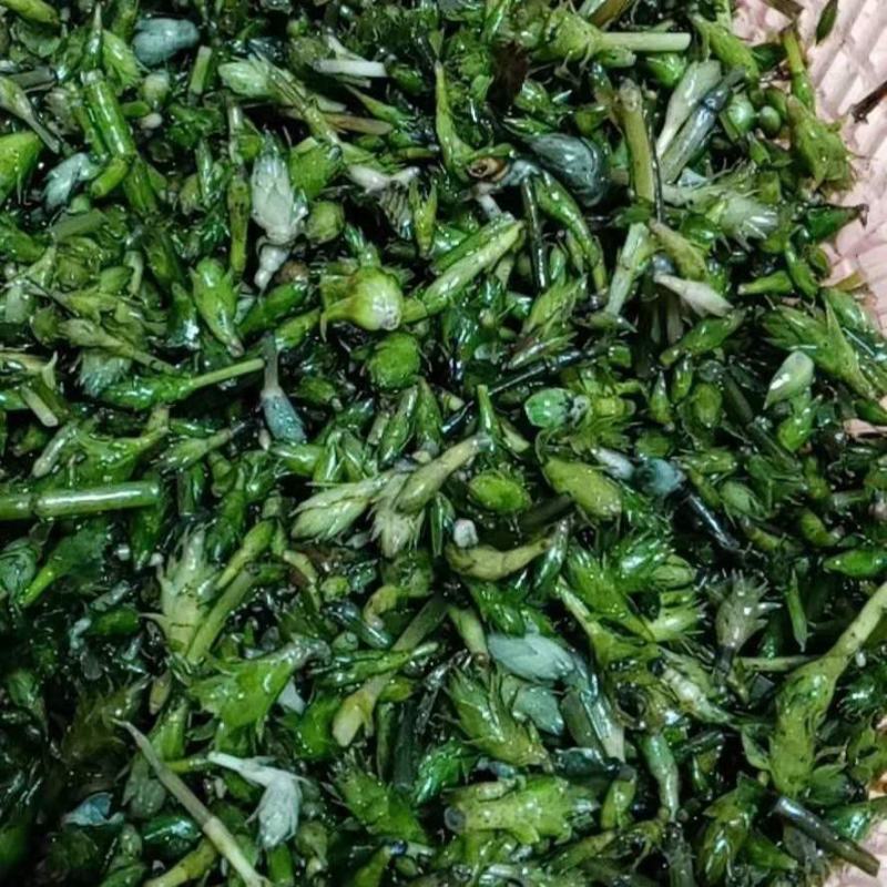 轮叶黑藻水草种子种籽养殖专用增氧净化水质节节草灯笼泡包邮