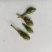 轮叶黑藻水草种子种籽养殖专用增氧净化水质节节草灯笼泡包邮