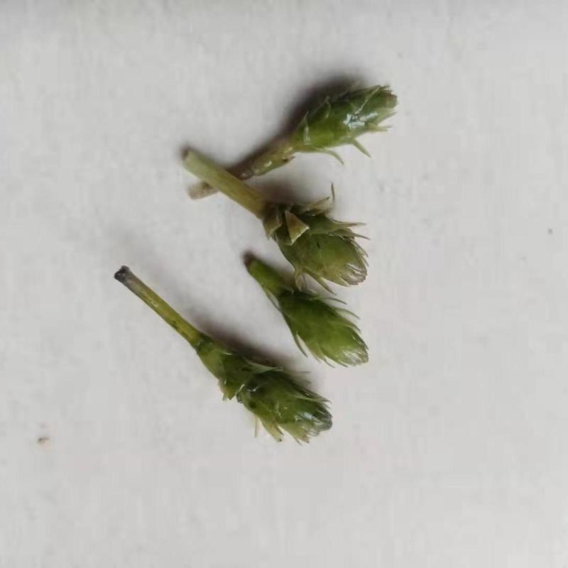轮叶黑藻水草种子种籽养殖专用增氧净化水质节节草灯笼泡包邮