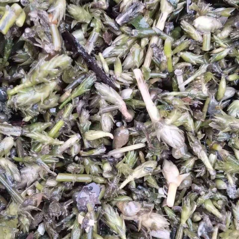 轮叶黑藻水草种子种籽养殖专用增氧净化水质节节草灯笼泡包邮