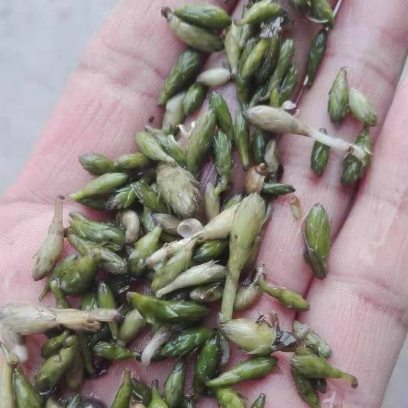 轮叶黑藻水草种子种籽养殖专用增氧净化水质节节草灯笼泡包邮