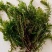 轮叶黑藻水草种子种籽养殖专用增氧净化水质节节草灯笼泡包邮
