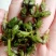 轮叶黑藻水草种子种籽养殖专用增氧净化水质节节草灯笼泡包邮