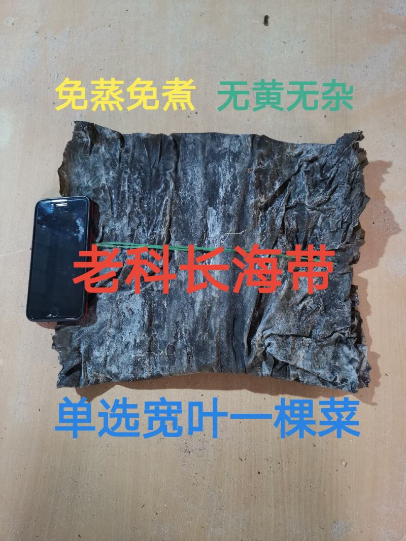 老科长海带片：特优一棵菜.单选宽叶.无黄无杂.品质同报价