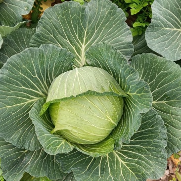 脆白菜莲花白扁包菜绿园4号圆白菜！！！！