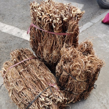 五指毛桃，大瑶山产地直发，一手货源，品质保证