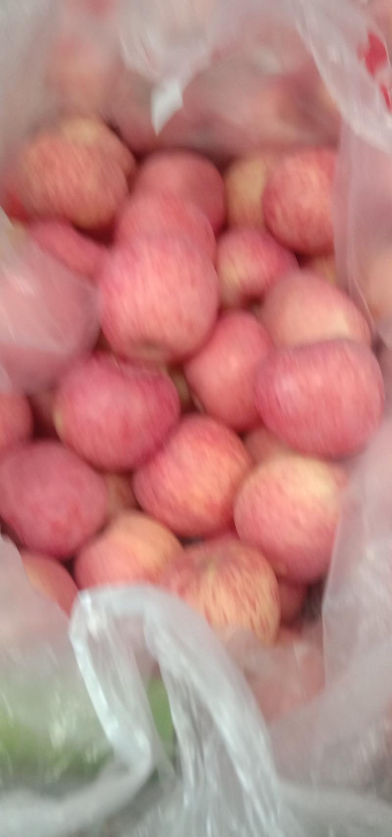 精品果，陕西洛川红富士苹果大量供应当中
