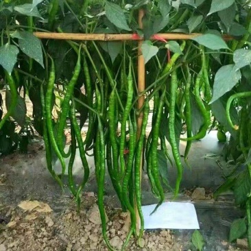 比亚久-三峡青早熟加长型软皮线椒辣椒种子香辣强抗病