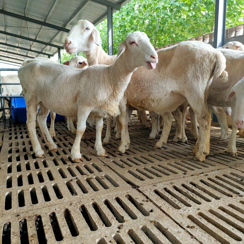 澳洲白绵羊种公羊繁殖母羊大量现货出售，质量好价格低免费送