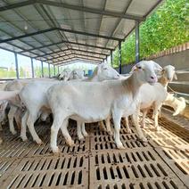 澳洲白绵羊种公羊繁殖母羊大量现货出售，质量好价格低免费送