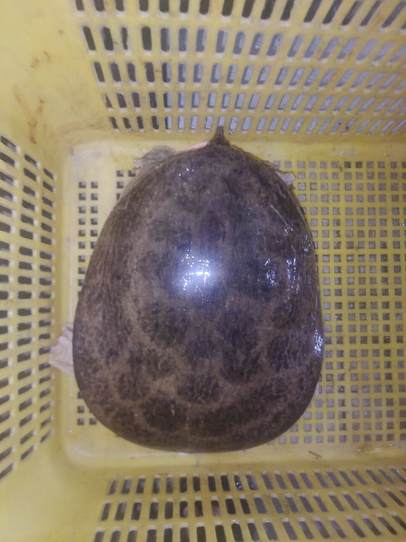 8.4斤老甲鱼！