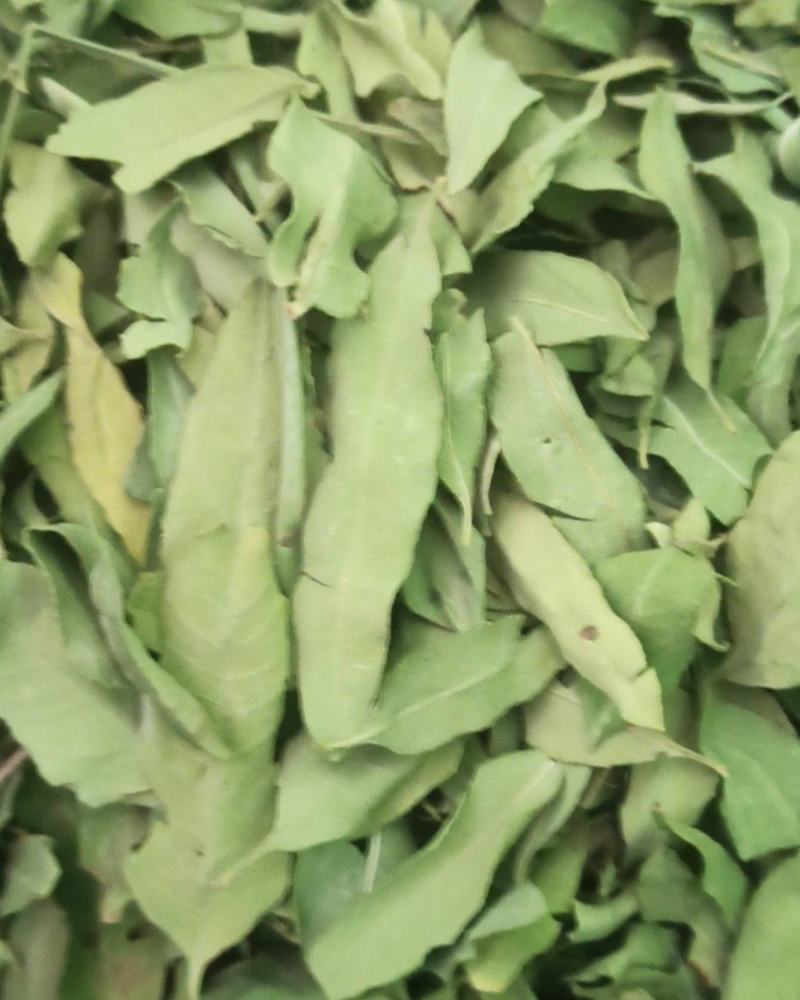 罗布麻精品罗布麻叶可泡茶中药材批发罗布麻质量保证