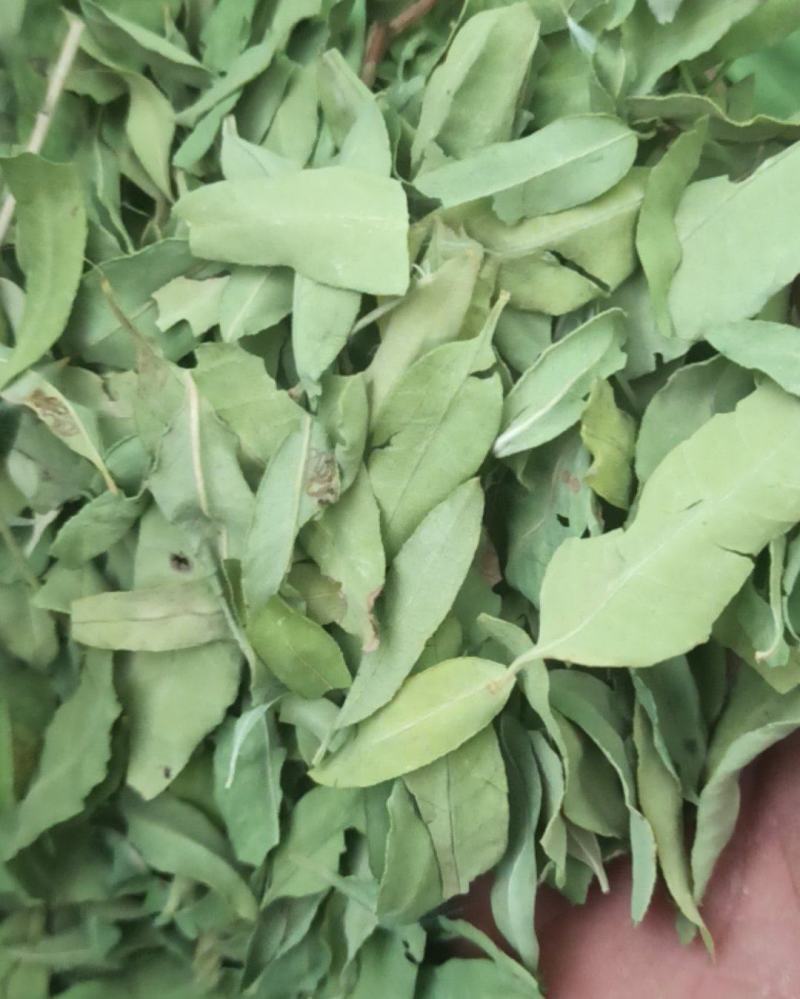 罗布麻精品罗布麻叶可泡茶中药材批发罗布麻质量保证