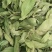 罗布麻精品罗布麻叶可泡茶中药材批发罗布麻质量保证
