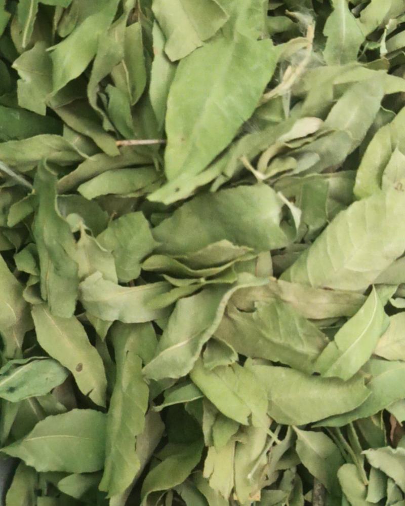 罗布麻精品罗布麻叶可泡茶中药材批发罗布麻质量保证