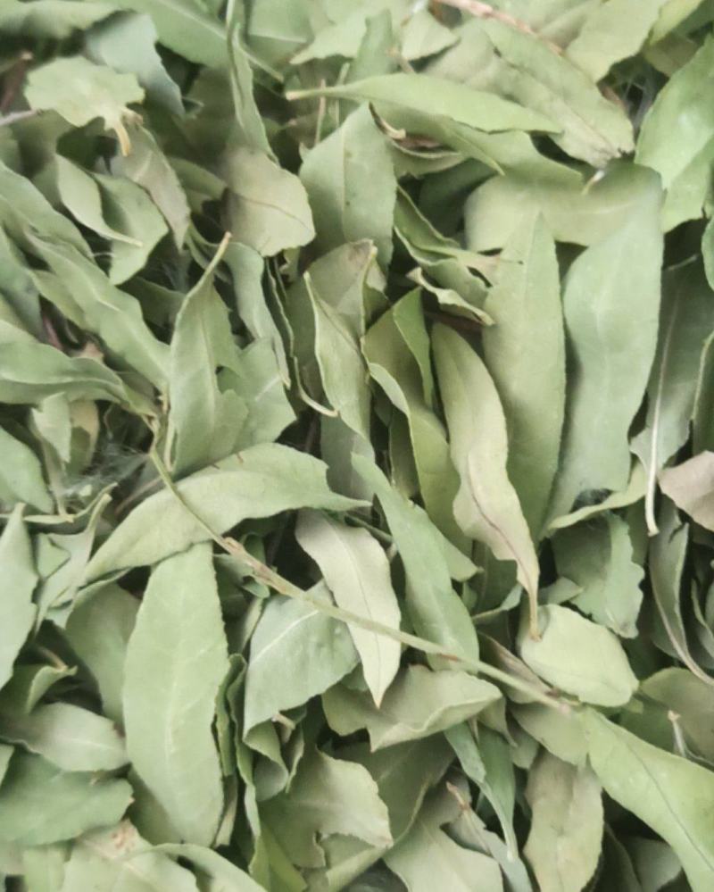 罗布麻精品罗布麻叶可泡茶中药材批发罗布麻质量保证