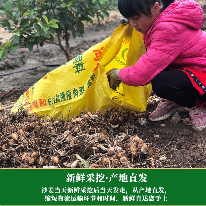 本地沙姜海南沙姜山奈产地直销了一件代发实地看货