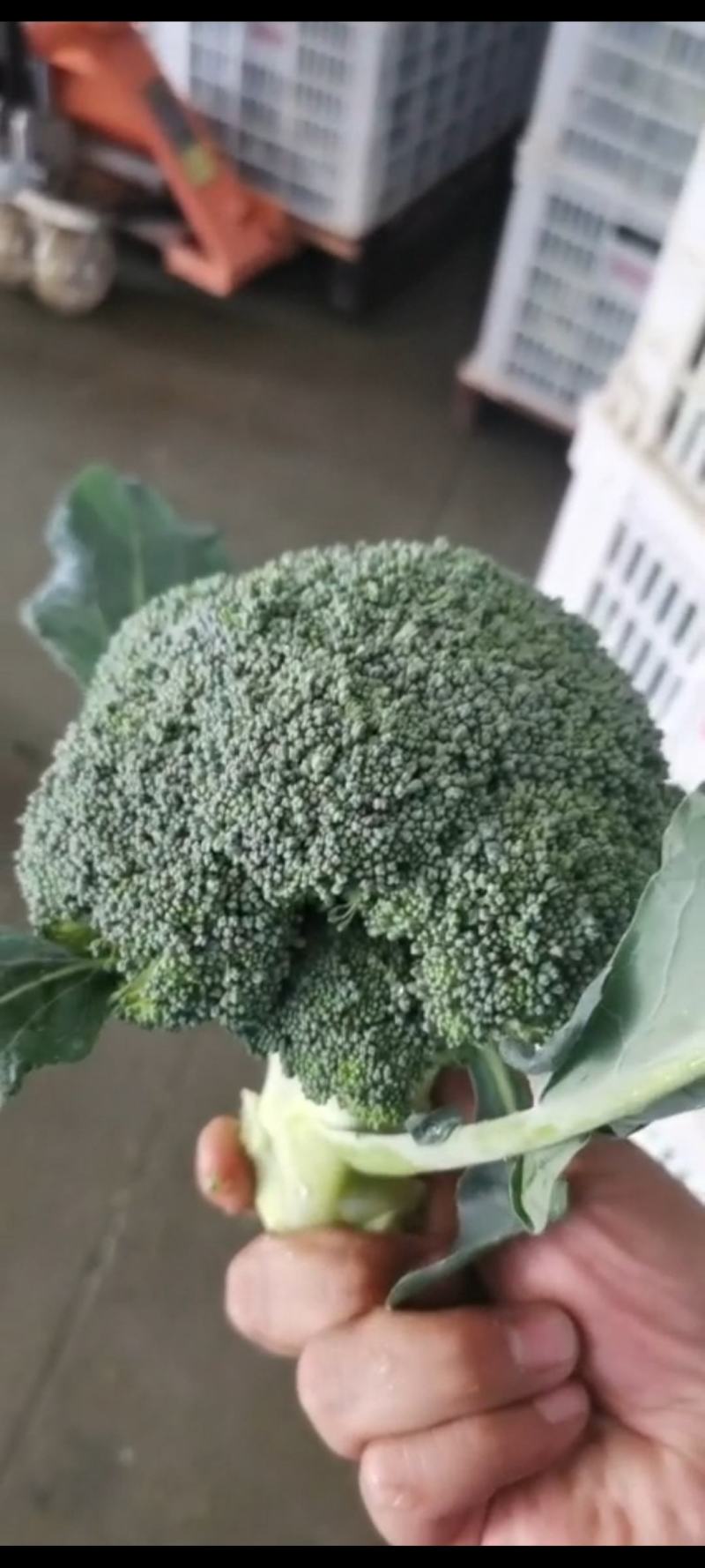 精品西兰花湖北货鲜货走车供应各大商超，批发商欢迎订购