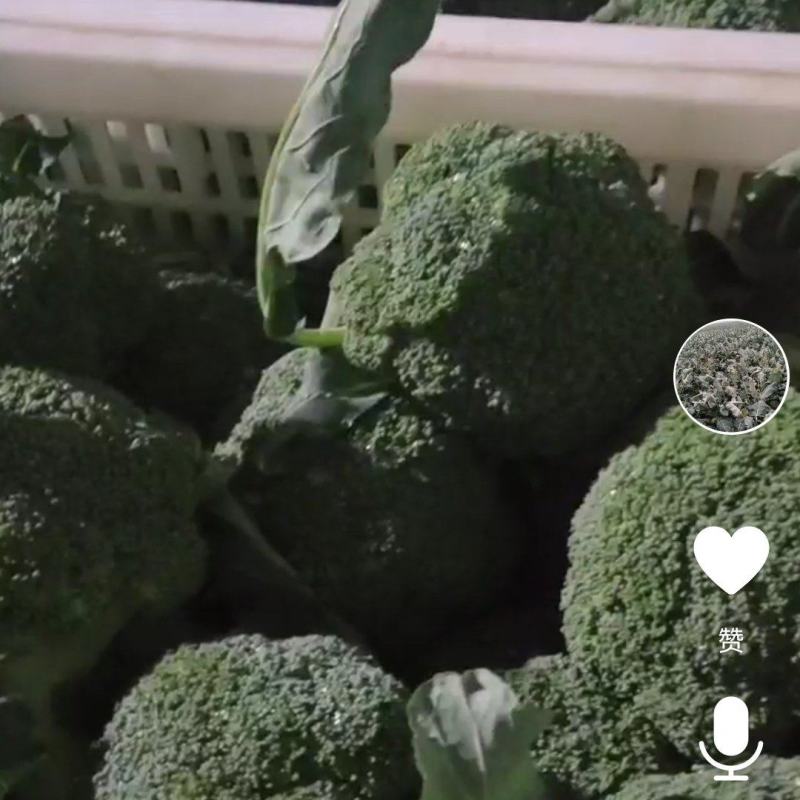 精品西兰花湖北货鲜货走车供应各大商超，批发商欢迎订购