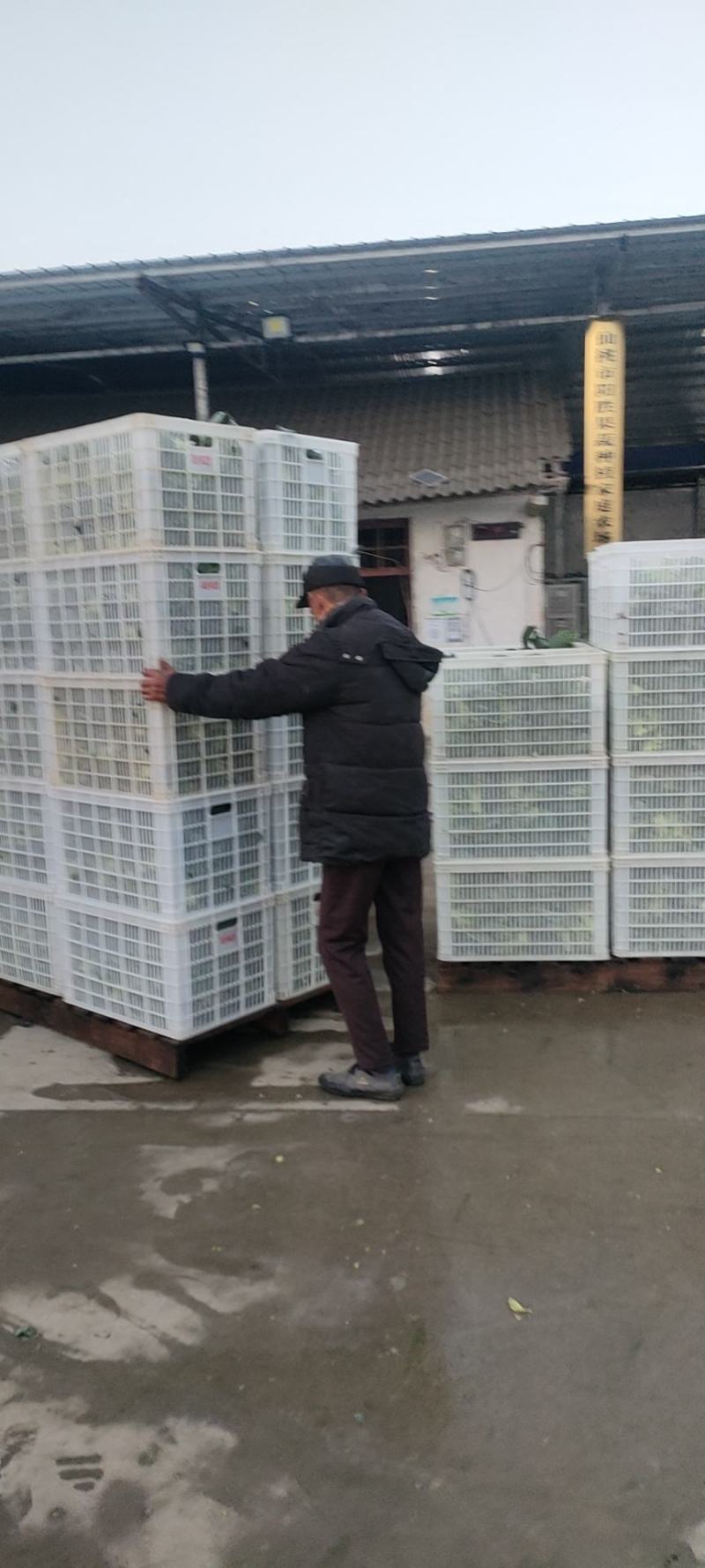 精品西兰花湖北货鲜货走车供应各大商超，批发商欢迎订购