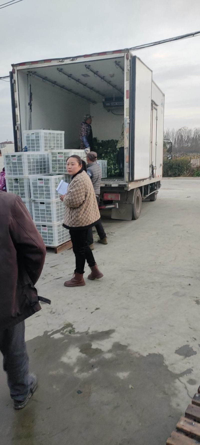 精品西兰花湖北货鲜货走车供应各大商超，批发商欢迎订购
