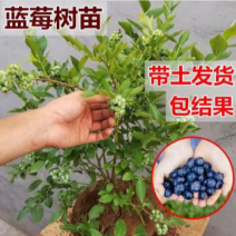 新品种大果蓝莓苗兔眼蓝莓果大口感甜盆栽地栽当年结果苗