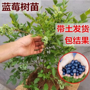 新品种大果蓝莓苗兔眼蓝莓果大口感甜盆栽地栽当年结果苗