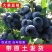 新品种大果蓝莓苗兔眼蓝莓果大口感甜盆栽地栽当年结果苗