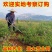 新品种大果蓝莓苗兔眼蓝莓果大口感甜盆栽地栽当年结果苗