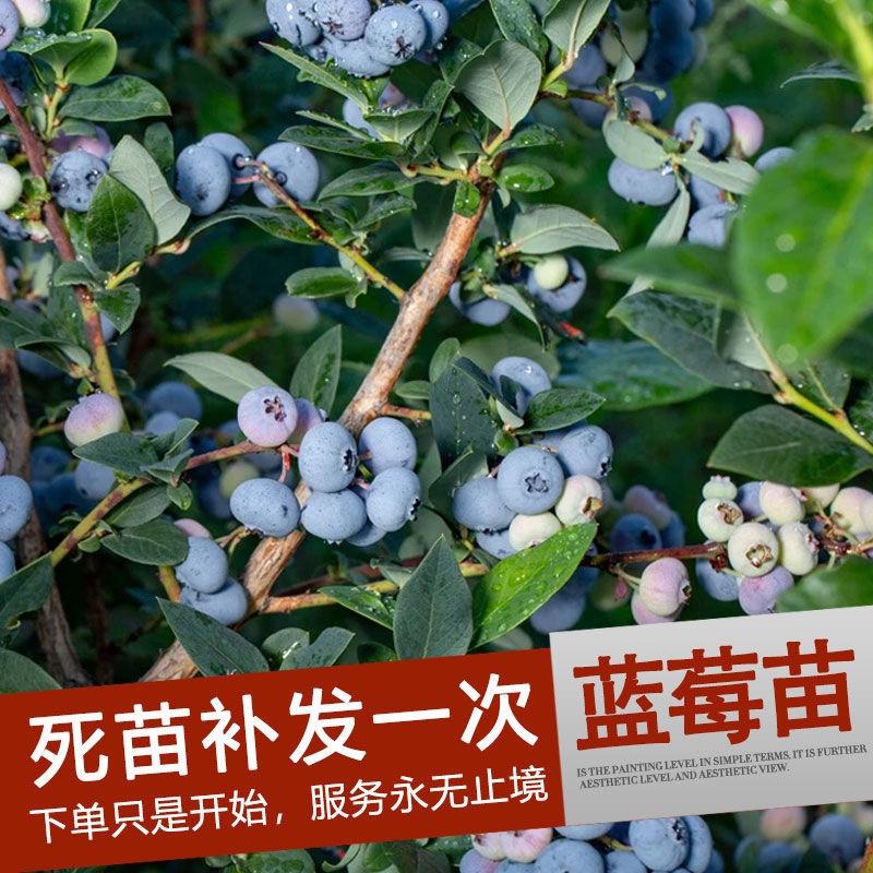 新品种大果蓝莓苗兔眼蓝莓果大口感甜盆栽地栽当年结果苗