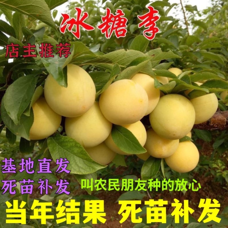 新品种嫁接冰糖李子苗口感纯甜好管理适合南北方种植