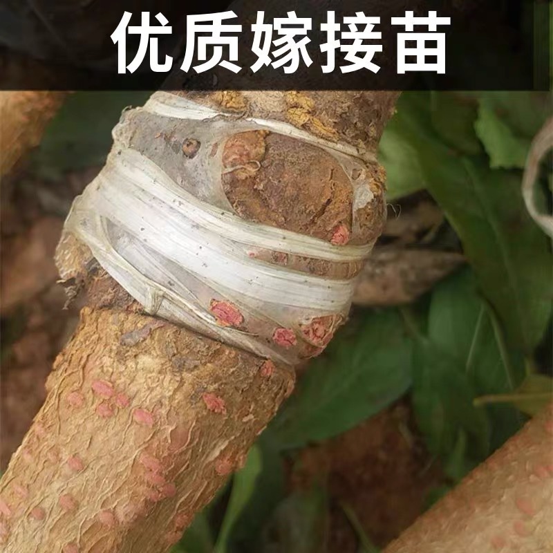 新品种嫁接冰糖李子苗口感纯甜好管理适合南北方种植