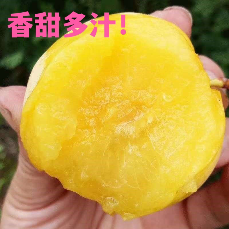 新品种嫁接冰糖李子苗口感纯甜好管理适合南北方种植