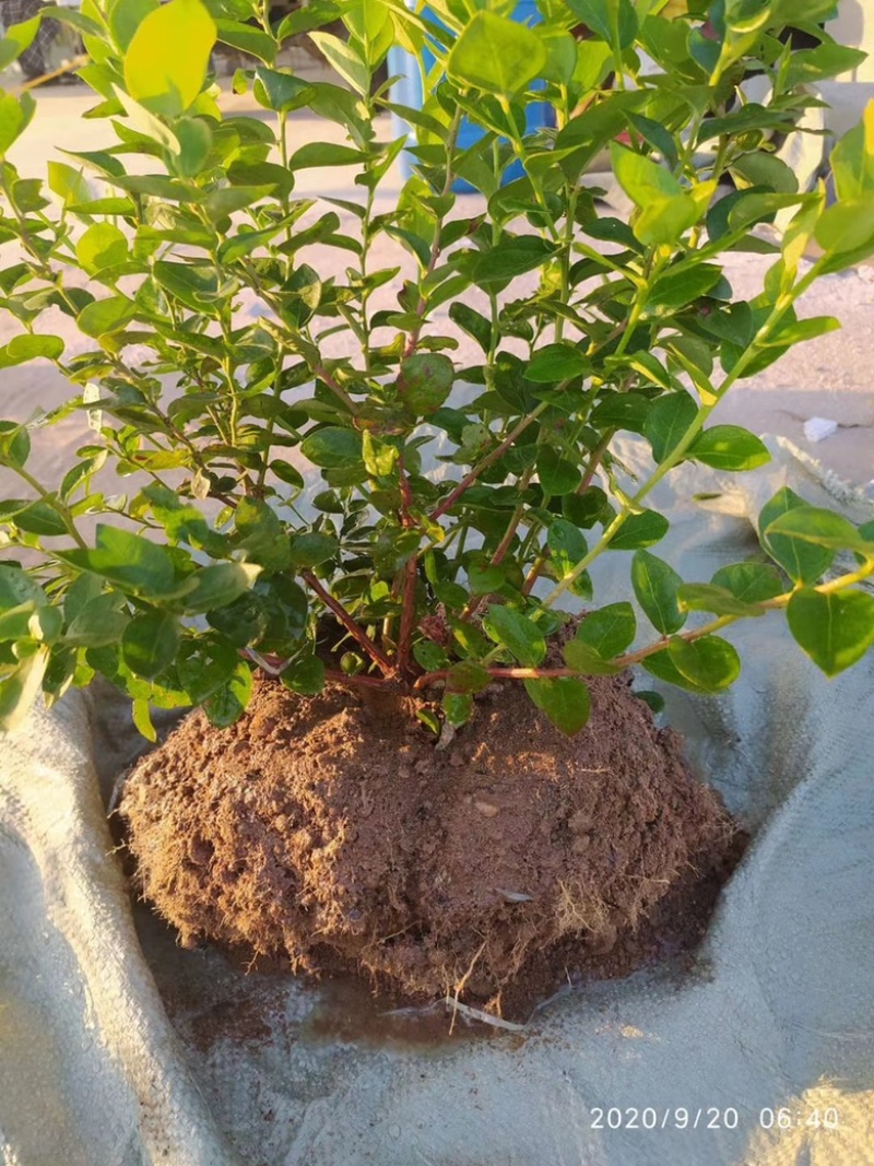 新品种大果蓝莓苗兔眼蓝莓果大口感甜盆栽地栽当年结果苗