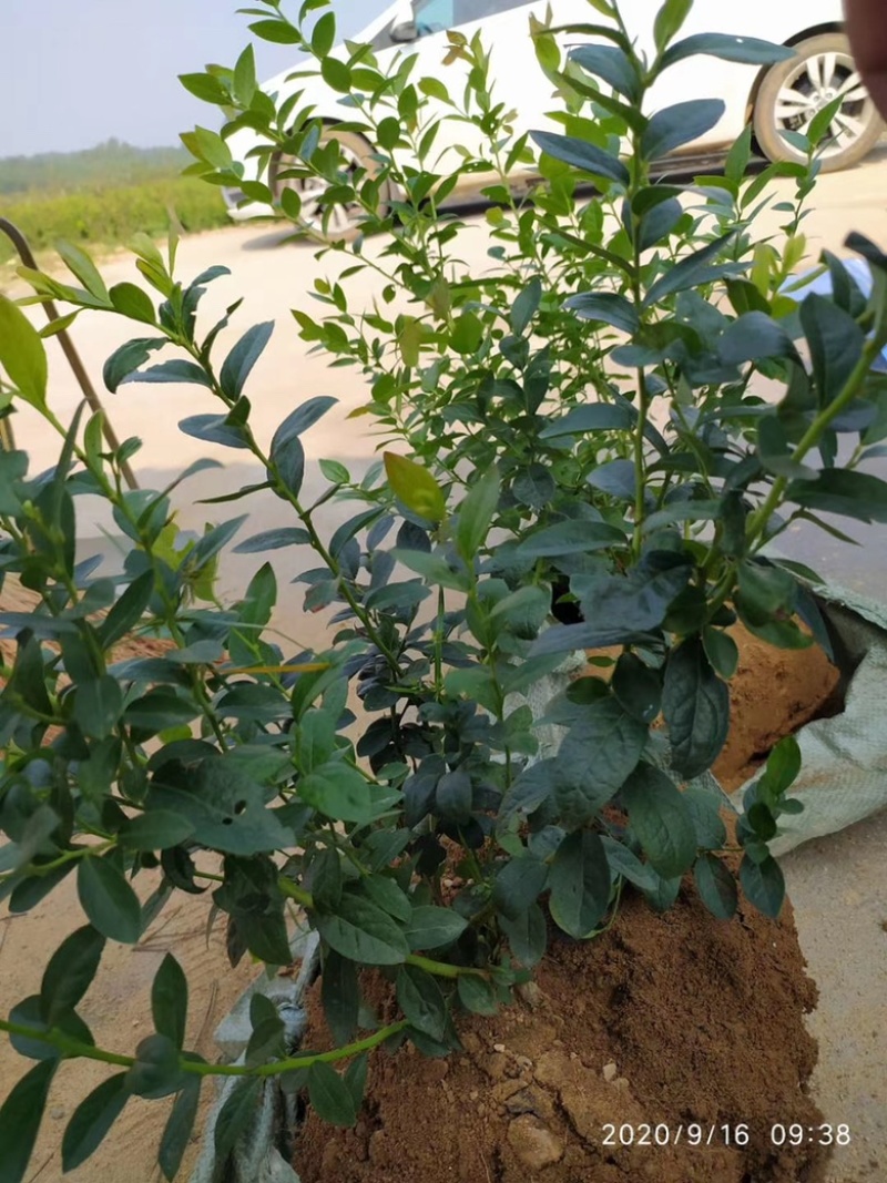 新品种大果蓝莓苗兔眼蓝莓果大口感甜盆栽地栽当年结果苗