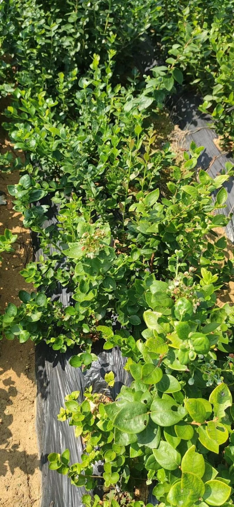 新品种大果蓝莓苗兔眼蓝莓果大口感甜盆栽地栽当年结果苗