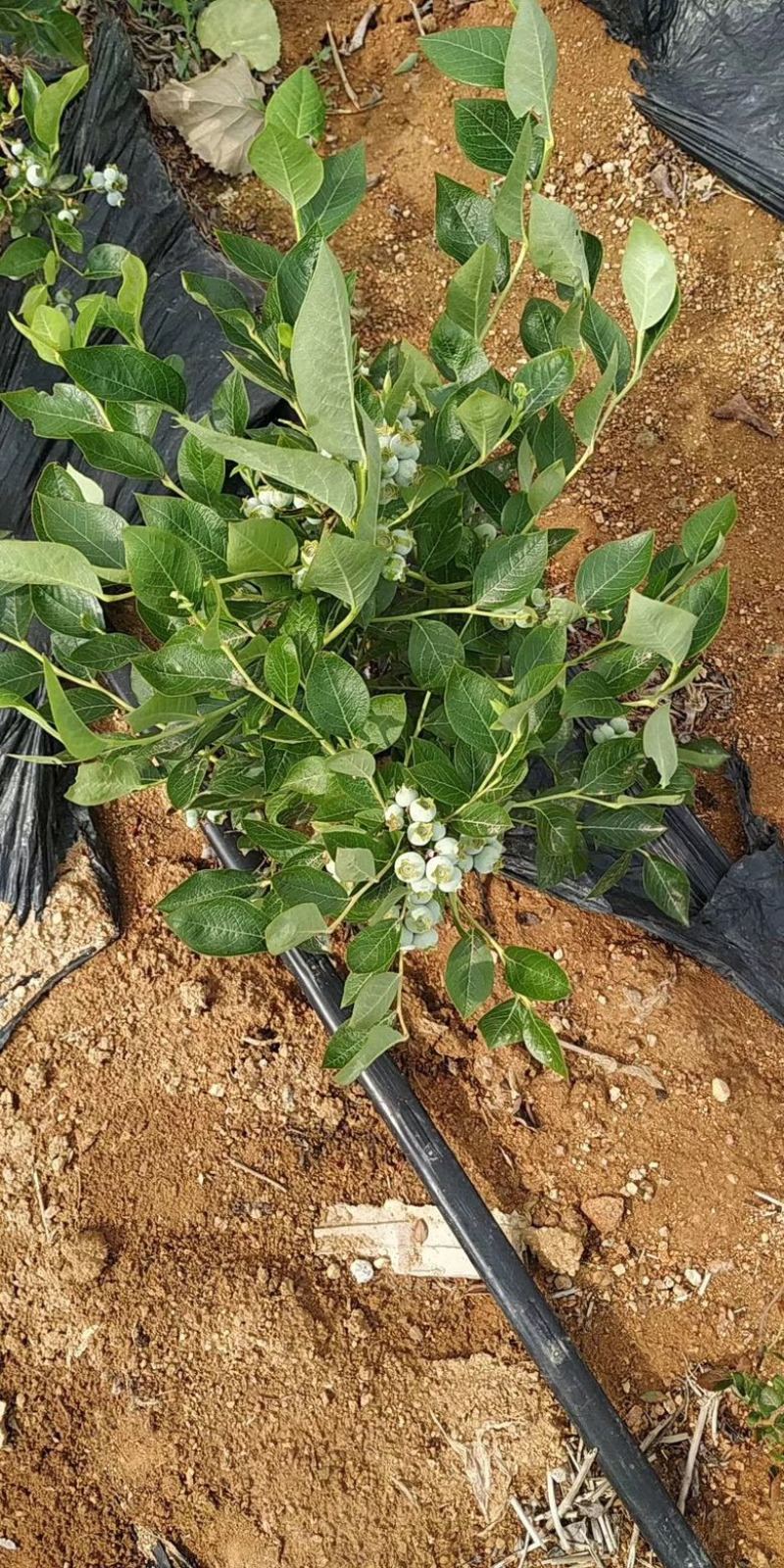新品种大果蓝莓苗兔眼蓝莓果大口感甜盆栽地栽当年结果苗