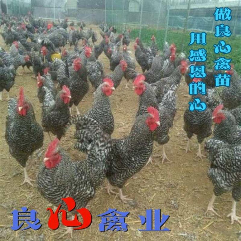 基地直销优质黑芦花鸡苗另有黄土鸡苗乌鸡苗