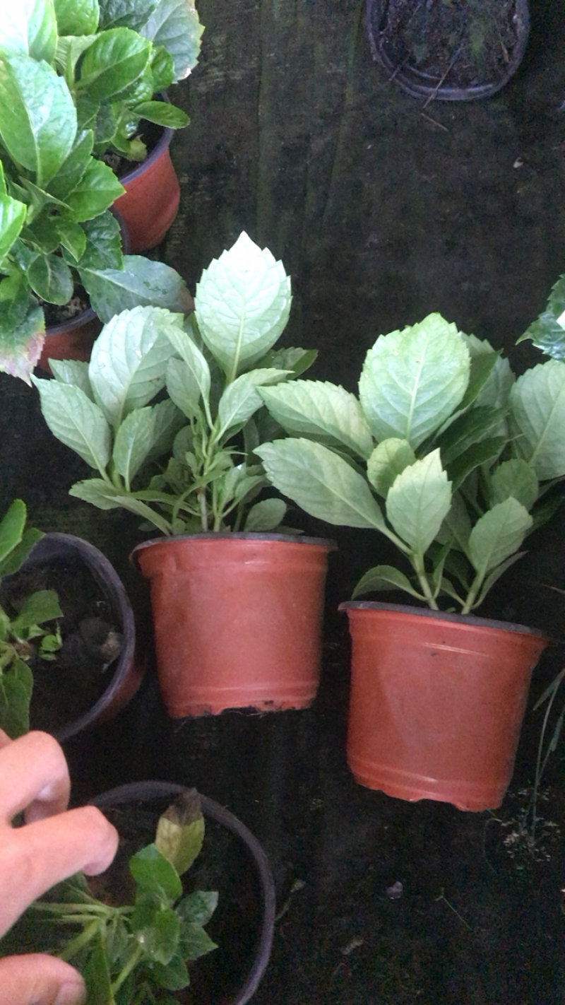 绣球花，八仙花，绿化绣球基地各种规格，品种多！