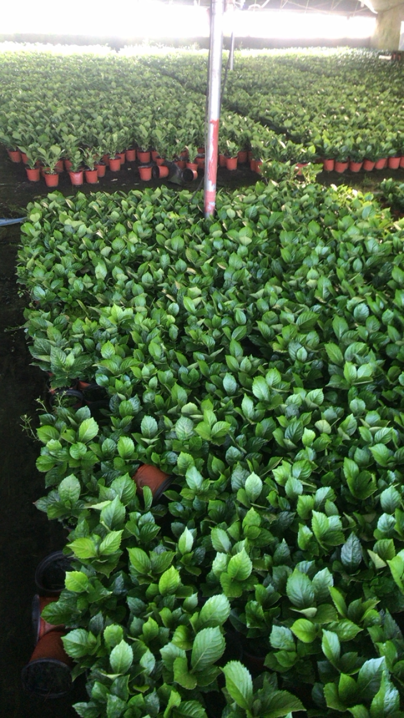 绣球花，八仙花，绿化绣球基地各种规格，品种多！