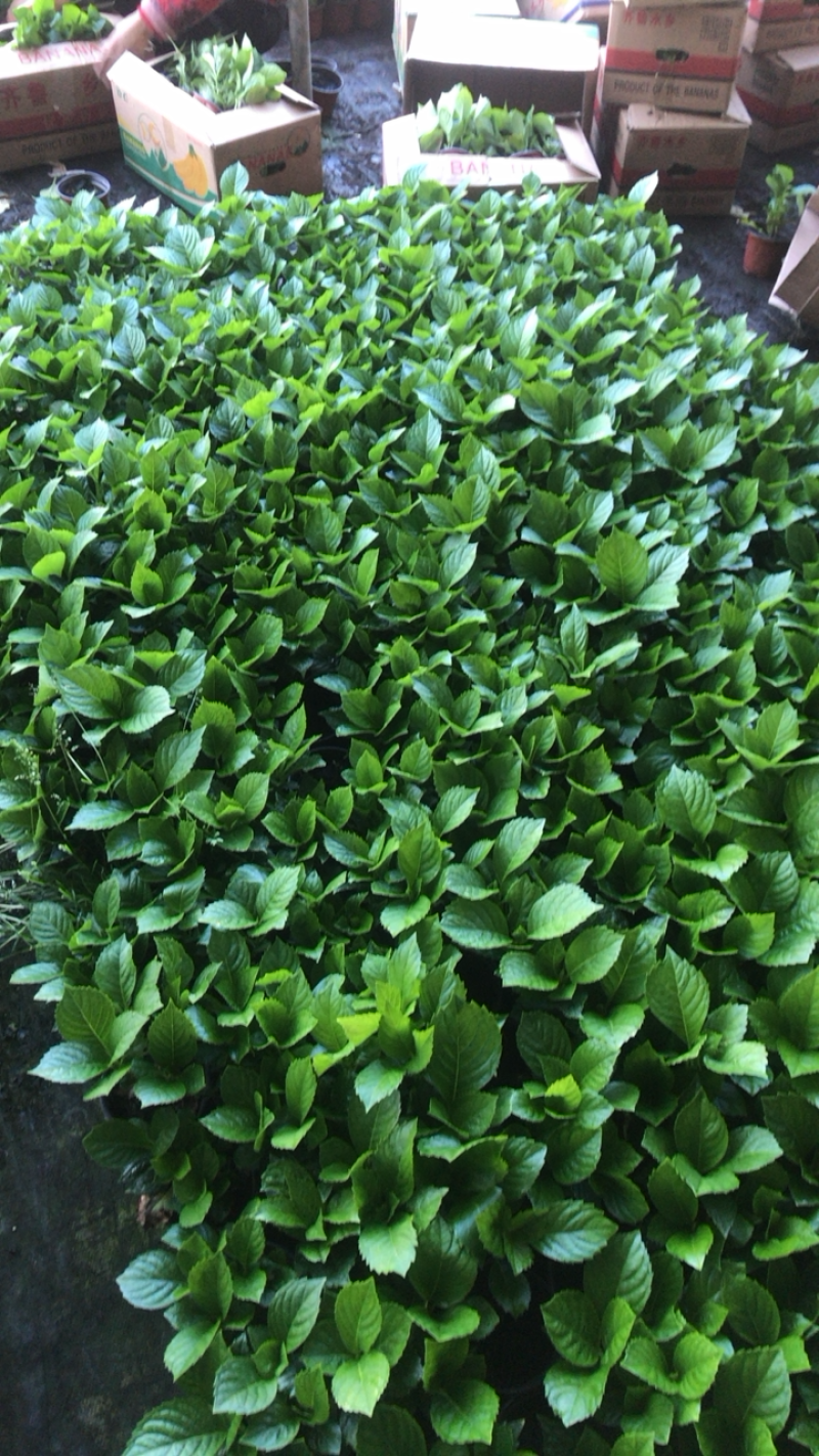 绣球花，八仙花，绿化绣球基地各种规格，品种多！