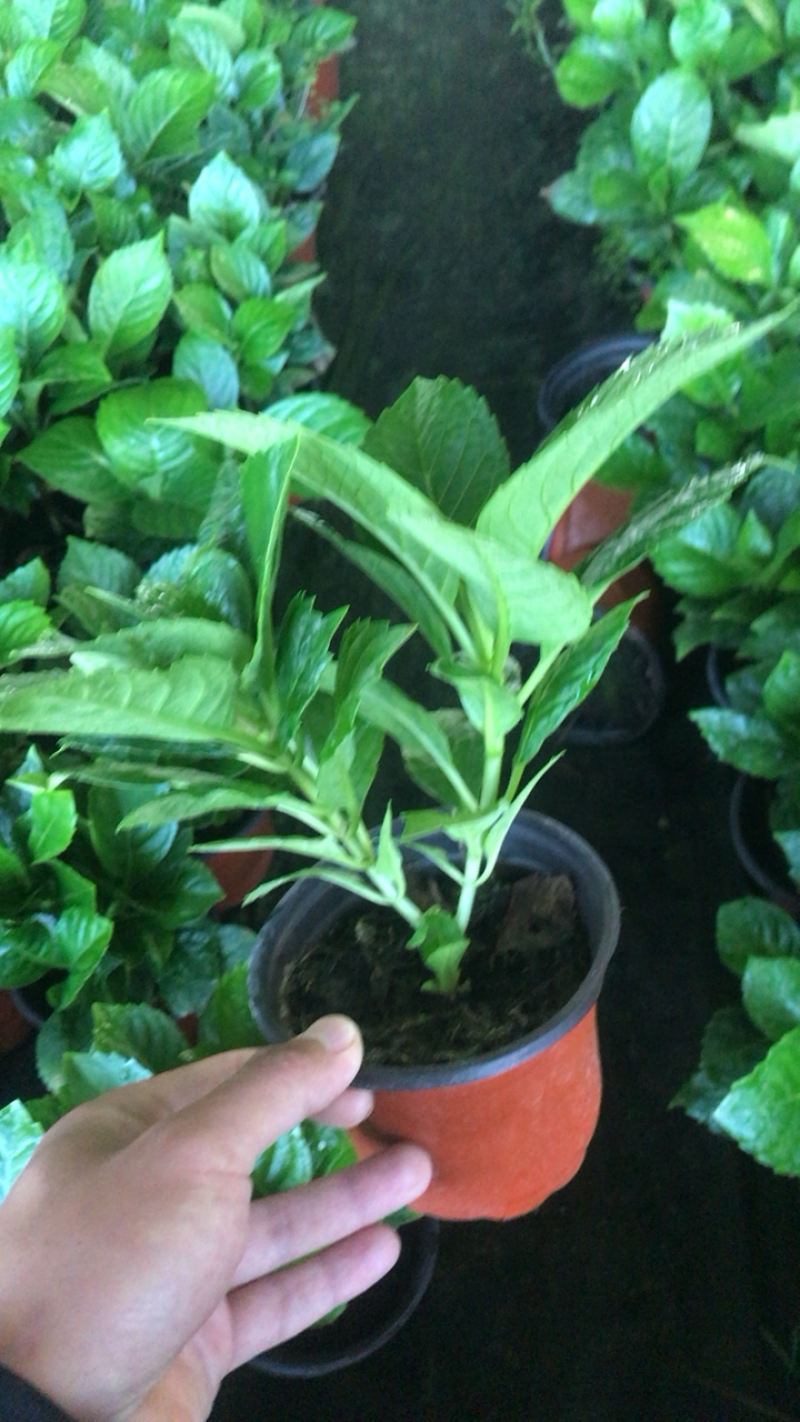 绣球花，八仙花，绿化绣球基地各种规格，品种多！